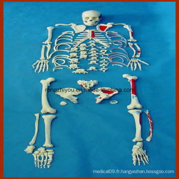 Modèle squelettique à la taille humaine avec squelettes et muscles peints